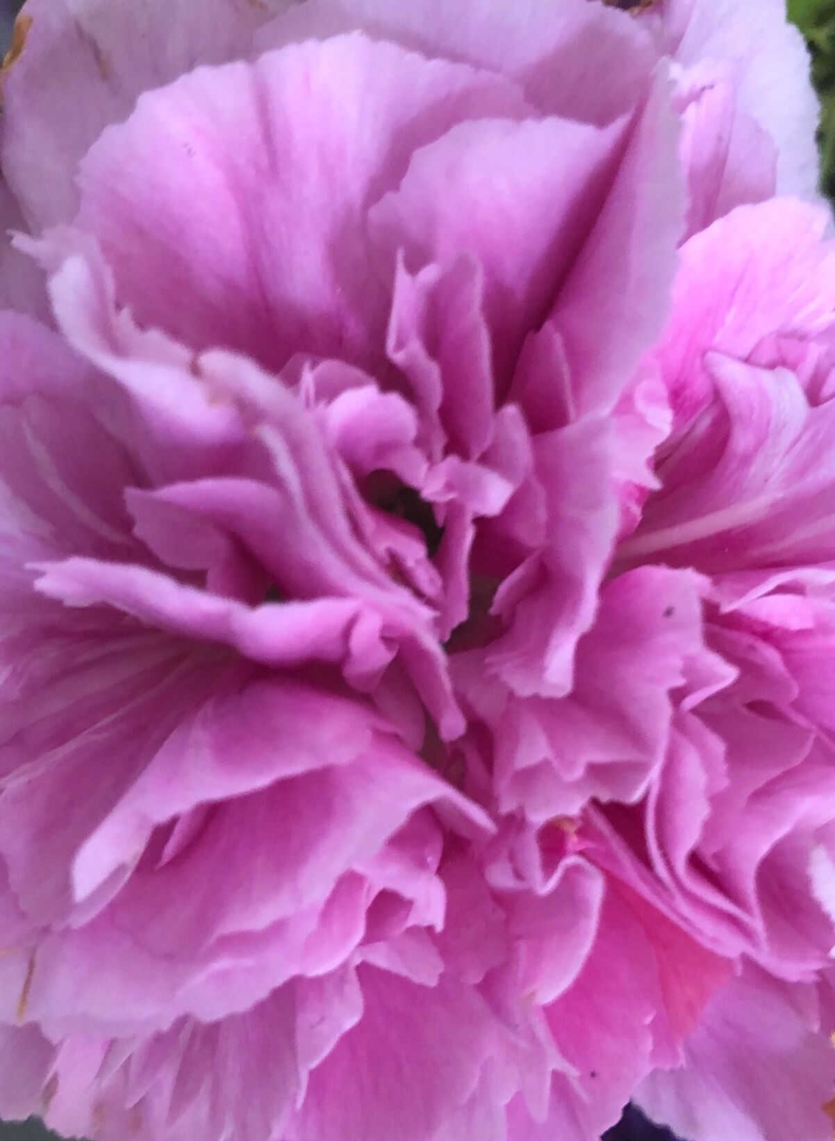 Pfingstrose Close Up, Berlin, 2020, Iphone8